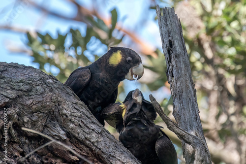 Leinwand Poster Yellow-tailed Black Cockatoo feeding fledgling