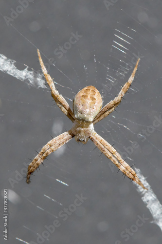 Juvenile Saint Andrews Spider in web