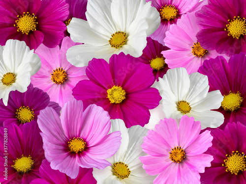 Floral background from multi-colored flowers. Cosmos