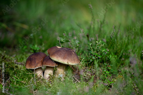 three boletus edulis mushrooms in the grass in coniferous woods / Latvian forest