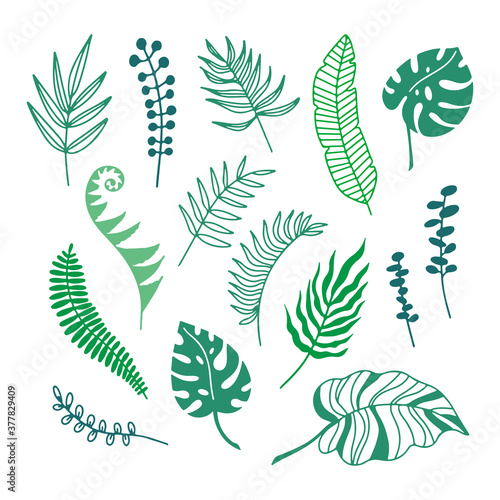 Hand drawn color branches of tropical plants leaves isolated on white background.Outline silhouette vector illustration. Design for pattern, logo, template, banner, posters, invitation, greeting card