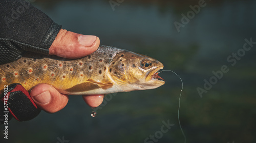 Fototapeta Naklejka Na Ścianę i Meble -  Trout caught in the creek on the fly.