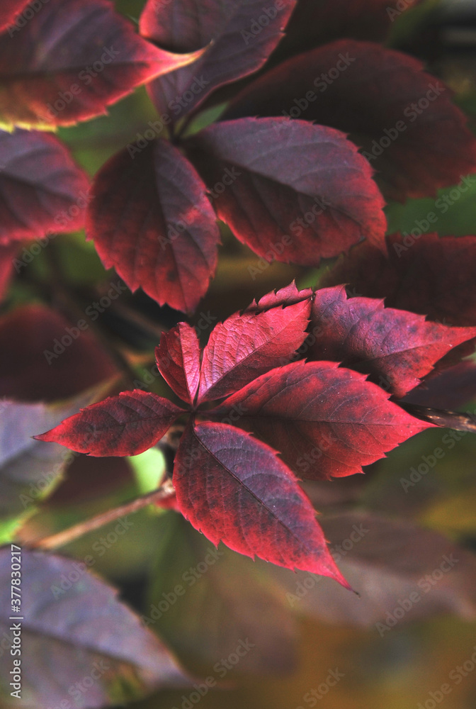 The autumn leaves on tree. The autumn leaves on tree.