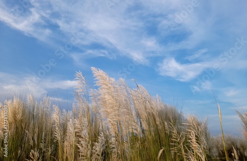 Saccharum Spontaneum or Kash Phool with Sky and Clouds, Also Known as Kans Grass, Wild Sugarcane