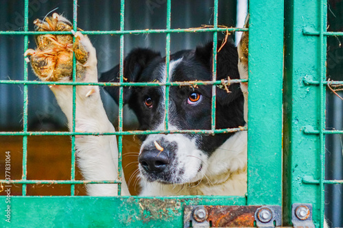 A dog in a cage at a dog shelter. Sad yee look dog in aviary © Ирина Журавлева