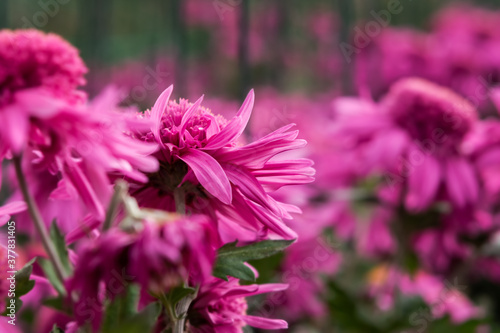 Purple chrysanthemums close - up in the garden. Colorful bright flowers on a blurry background in selective focus. Floral autumn background. Soft natural light. The cultivation of chrysanthemums.