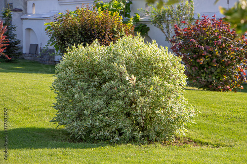 European Cornel, Cornus mas, dogwood bush on the lawn, ornamental plants in landscaping.