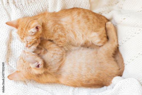 two ginger cats sleep with their muzzles to each other on knitted white blanket. present at home pets, christmas concept