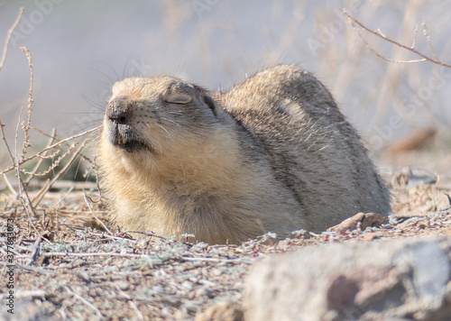 Dormant marmot in the rays of the spring sun, Baikonur, Kazakhstan