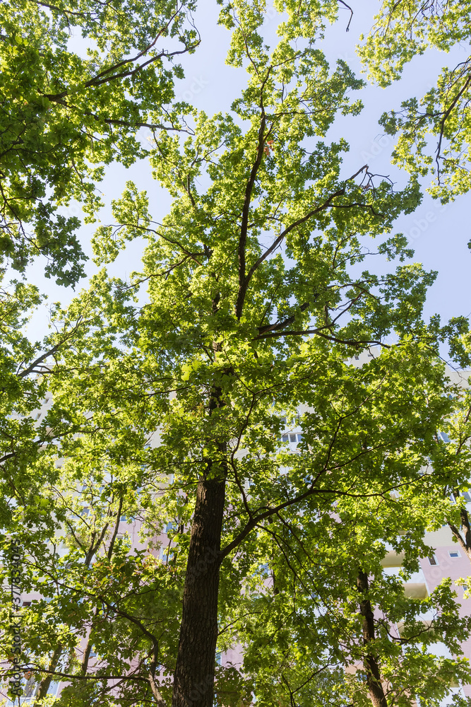 Oak trunk and branches with green leaves, bottom view Oak trunk and branches with green leaves, bottom view