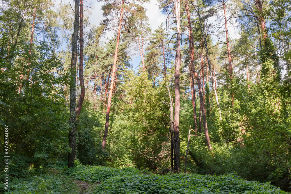 Fragment of the mixed deciduous and coniferous forest in summer