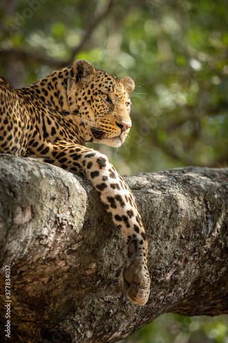 Vertical portrait of an adult leopard lying on a large tree branch in Kruger Park in South Africa