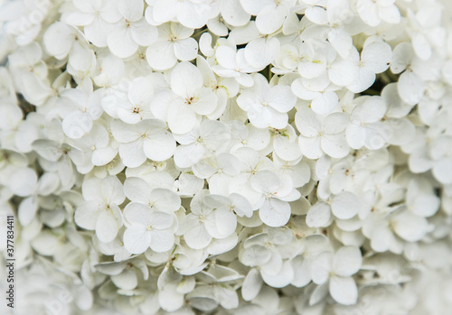 Botanical background of white hydrangea flowers. Horizontal orientation