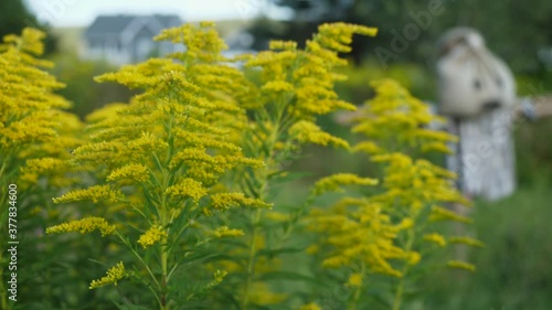 Bumblebee taking off a goldenrod flower head. Comical scarecrow in background. photo