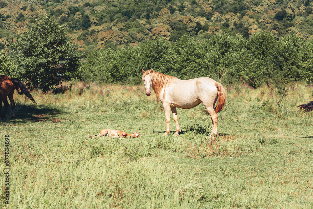A light horse with a red mane grazes in a meadow, next to his foal. Free grazing