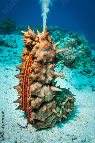 Sea cucumber spawning in an upright position
