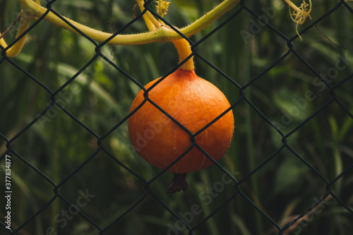 A small Pumpkin behind a Garden Fence