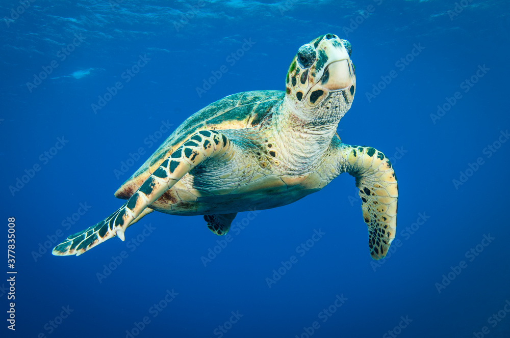 Obraz premium Hawksbill sea turtle swimms in the clear blue ocean