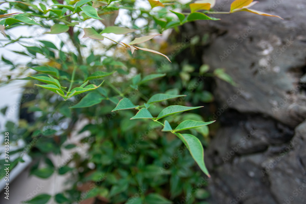 植物 植物