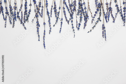 Beautiful lavender flowers on grey background