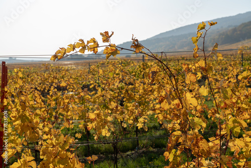 Weinanbau in Gumpoldskirchen mit großer Weinpflanze im Vordergrund 