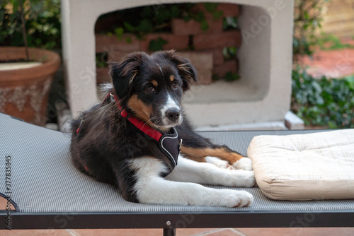Australian Shepherd - Welpe macht es sich auf dem Liegestuhl gemütlich