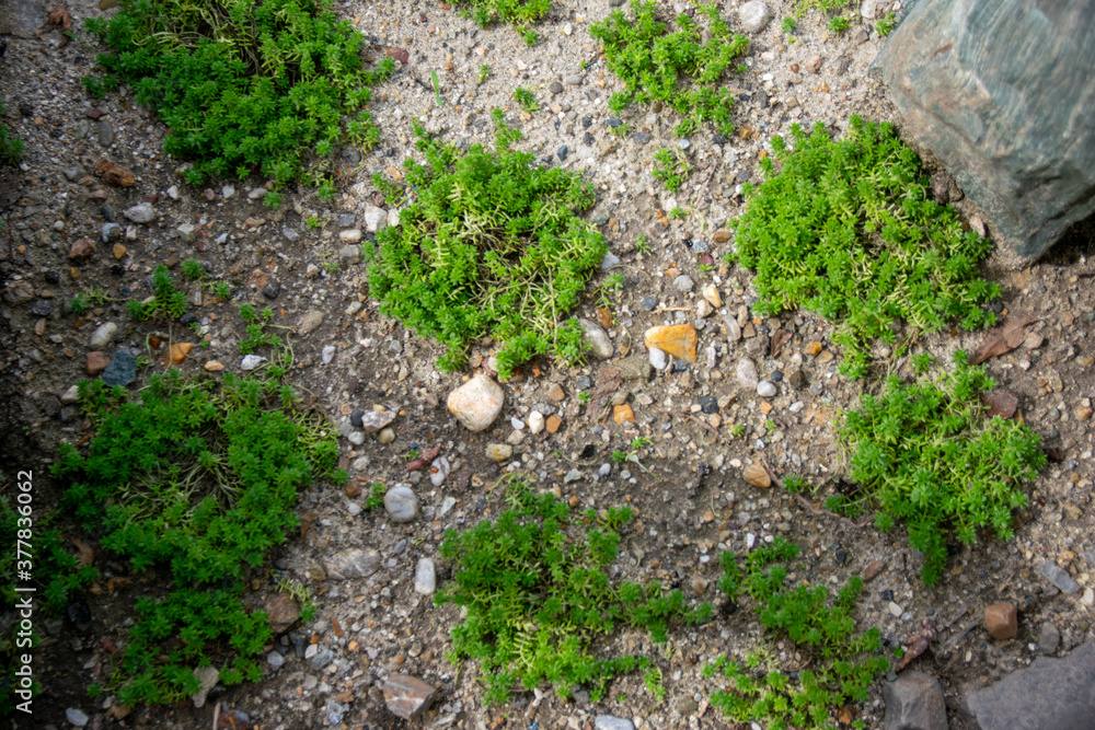 Fototapeta premium 苔