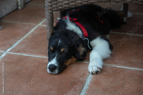 Australian Shepherd ruht sich aus und schläft