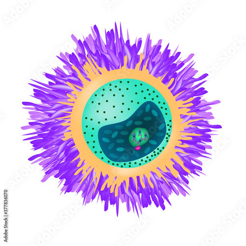 The structure of the egg. Ovum anatomy. Vector illustration on isolated background