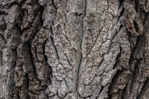 The rough surface of the bark of the tree, dark grey and white colored