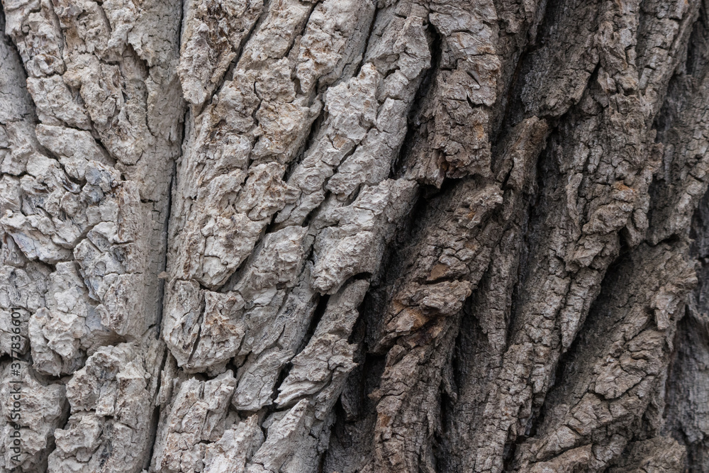 The rough surface of the bark of the tree, light grey colored The rough surface of the bark of the tree, light grey colored