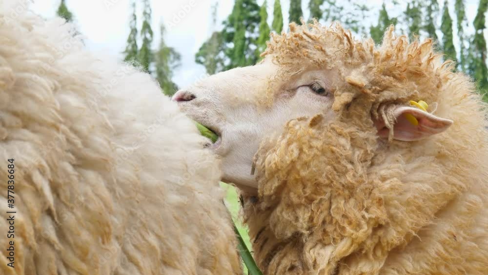 Sheep eating grass on a pasture, Sheep eating grass on the farm. Sheep eating grass on a pasture, Sheep eating grass on the farm.