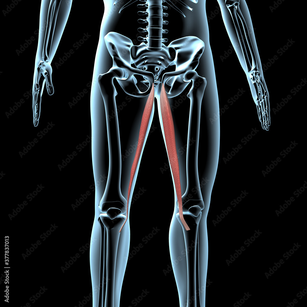 3d Illustration of the Gracilis Muscles Anatomical Position on Xray Body 3d Illustration of the Gracilis Muscles Anatomical Position on Xray Body