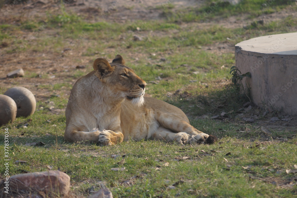 lion and lioness tiger leopard in zoo of wildlife sanctuary lion and lioness tiger leopard in zoo of wildlife sanctuary
