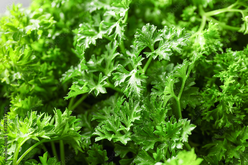 Fresh green parsley as background, closeup Fresh green parsley as background, closeup