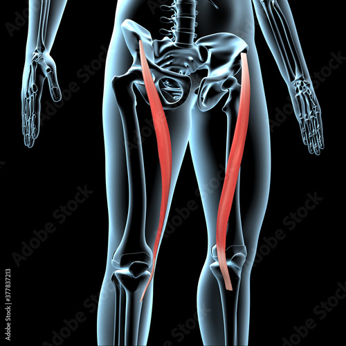 3d Illustration of the Sartorius Muscles Anatomical Position on Xray Body photo