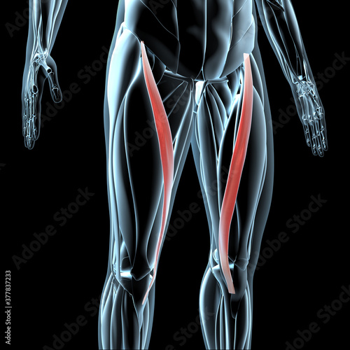 3d Illustration of the Sartorius Muscles on Xray Musculature photo