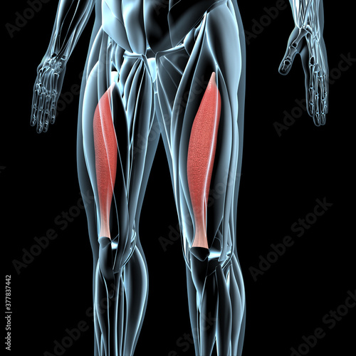 3d Illustration of the Vastus Intermedius Muscles on Xray Musculature photo