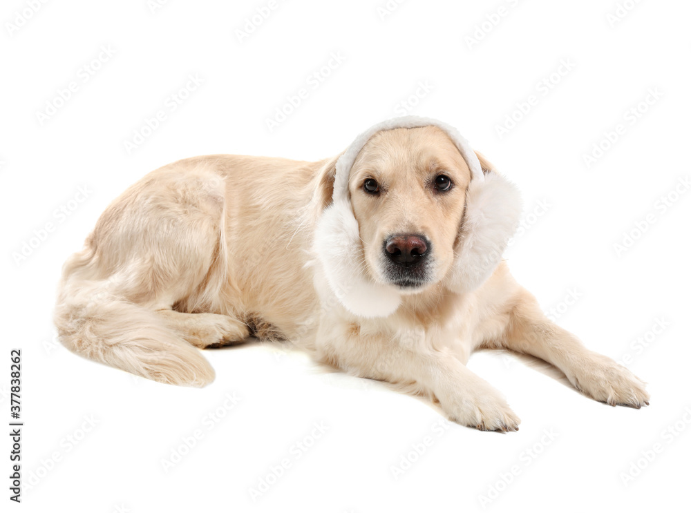 Cute dog with fur headphones on white background