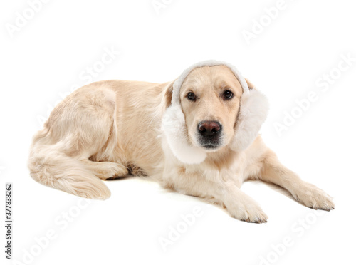 Cute dog with fur headphones on white background