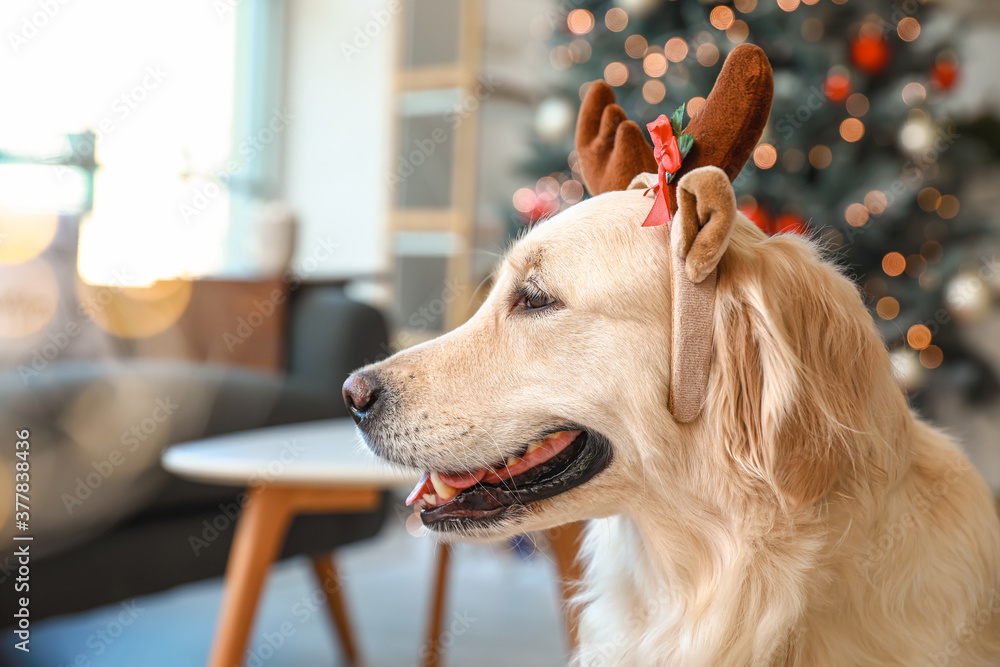 Cute dog with deer horns at home on Christmas eve