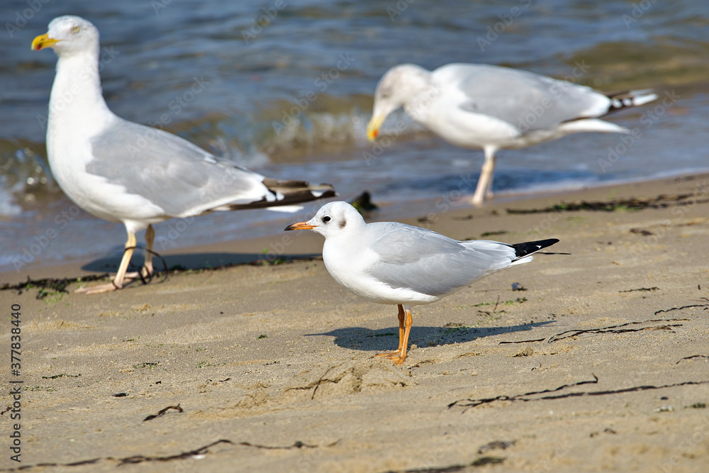 Fototapeta premium seagull on the beach