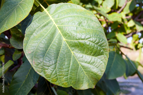 close up of green leaves