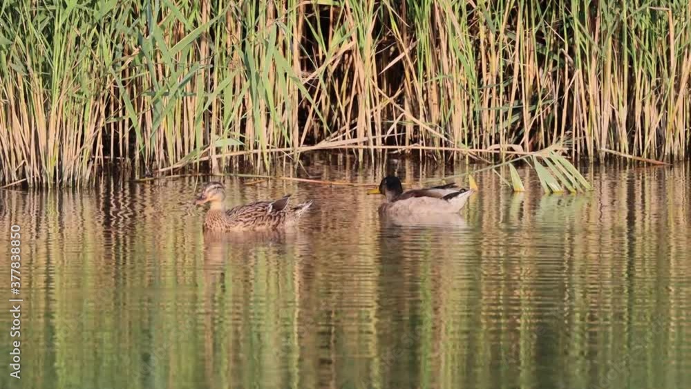 mallards in the water in the Mincio park in Mantua mallards in the water in the Mincio park in Mantua