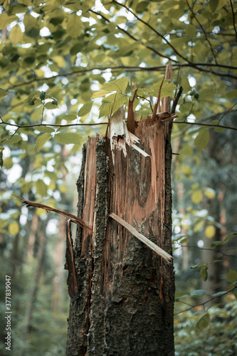 Broken tree in the forest