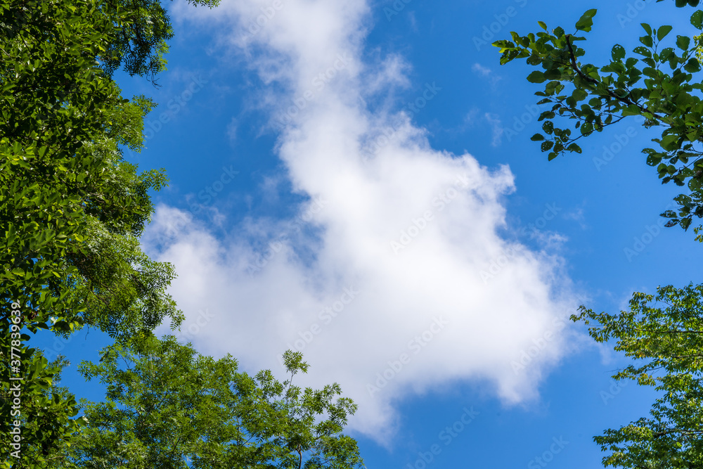 Blue sky background with clouds between green trees Blue sky background with clouds between green trees