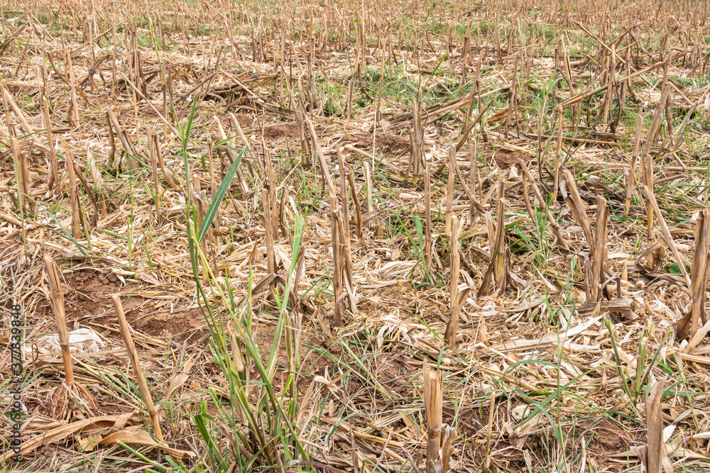 Corn field after harvest, Dry corn stumps in the fields after harvesting. Corn field after harvest, Dry corn stumps in the fields after harvesting.