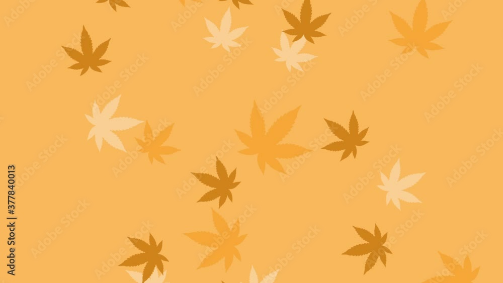 Marijuana leaves falling in orange background - animation Marijuana leaves falling in orange background - animation
