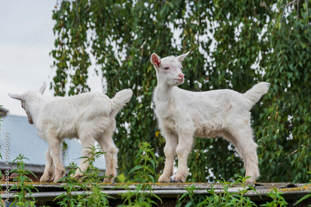 Fototapeta premium Two white goats stand on the roof of an agricultural building against a green background