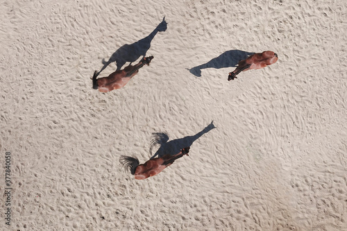 Top view of three sorrel horses with shadows